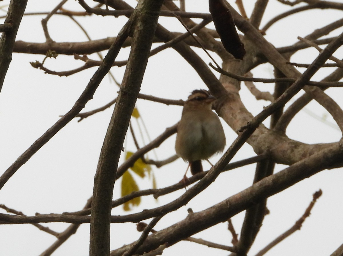 Stripe-headed Sparrow - ML642149741