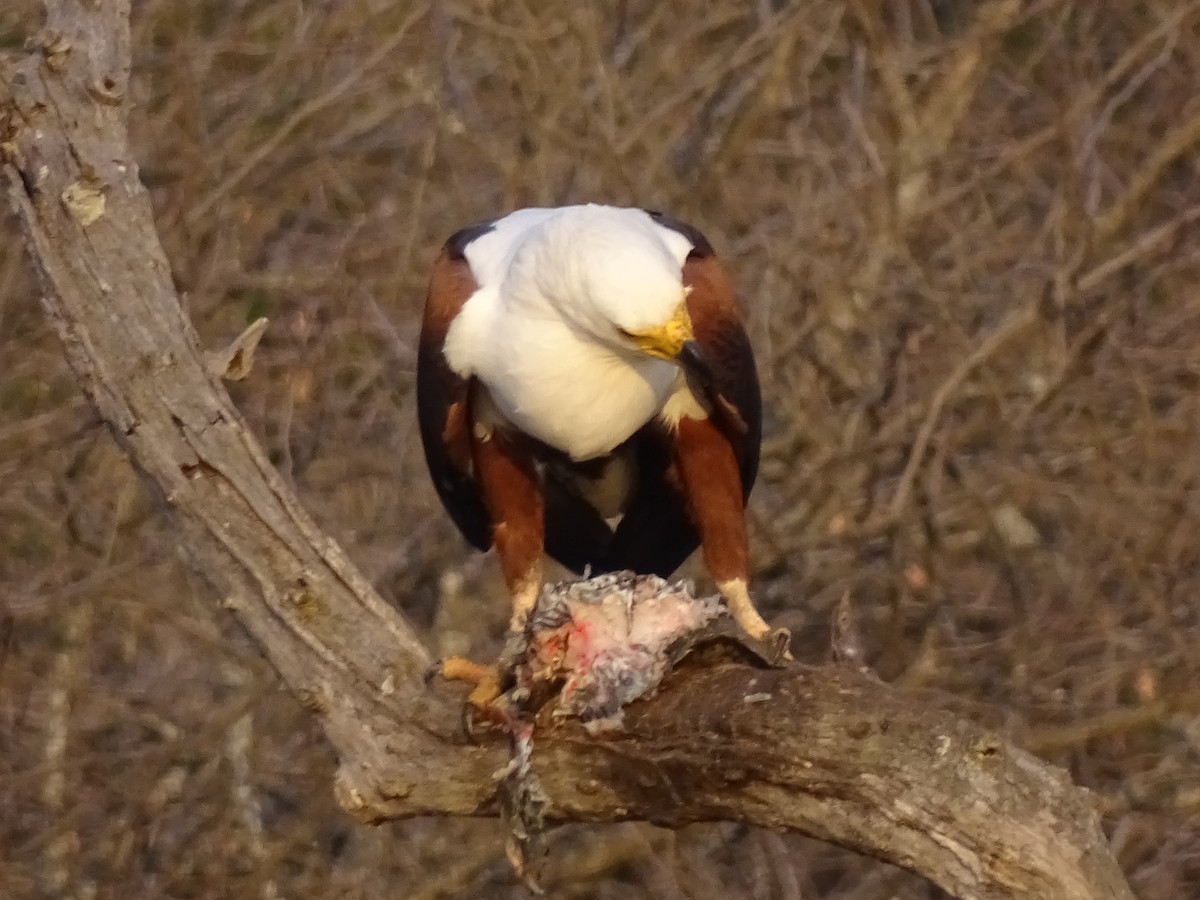 African Fish-Eagle - ML642149742