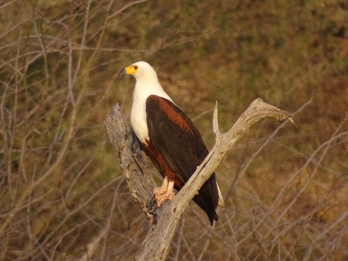 African Fish-Eagle - ML642149744