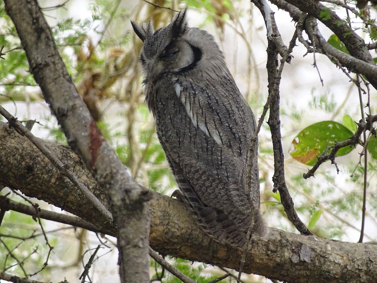 Southern White-faced Owl - ML642149787