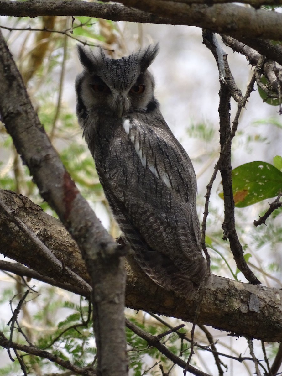 Southern White-faced Owl - ML642149788
