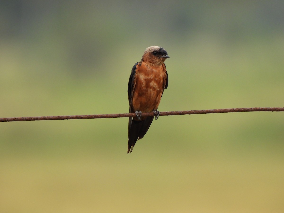Sri Lanka Swallow - ML642149827