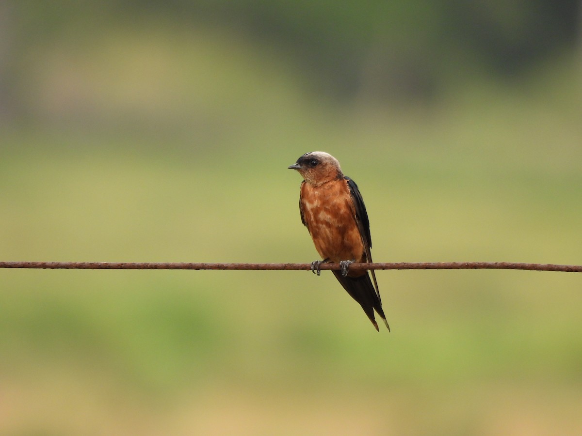 Sri Lanka Swallow - ML642149828