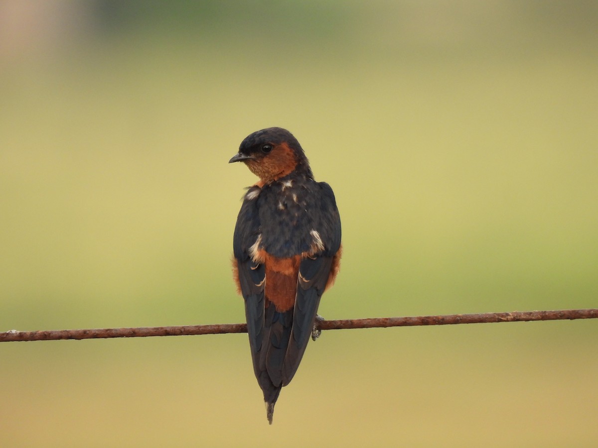 Sri Lanka Swallow - ML642149829