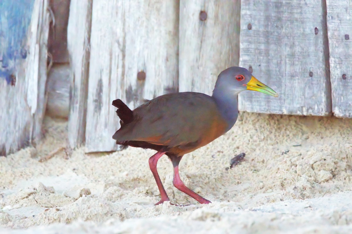 Gray-cowled Wood-Rail - ML642149847