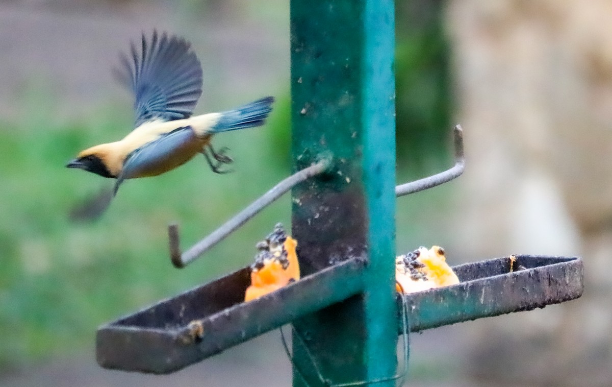 Burnished-buff Tanager - ML642149862