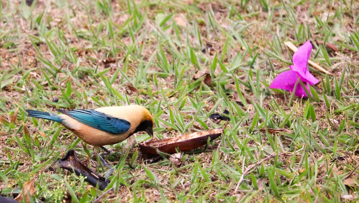 Burnished-buff Tanager - ML642149863