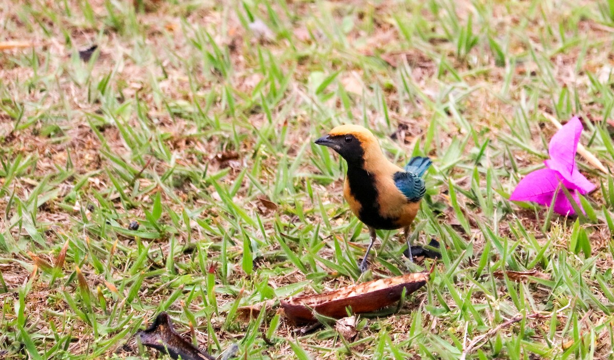 Burnished-buff Tanager - ML642149865