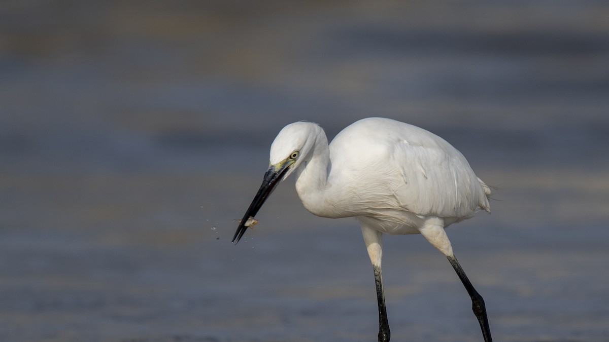 Western Reef-Heron - ML642149889