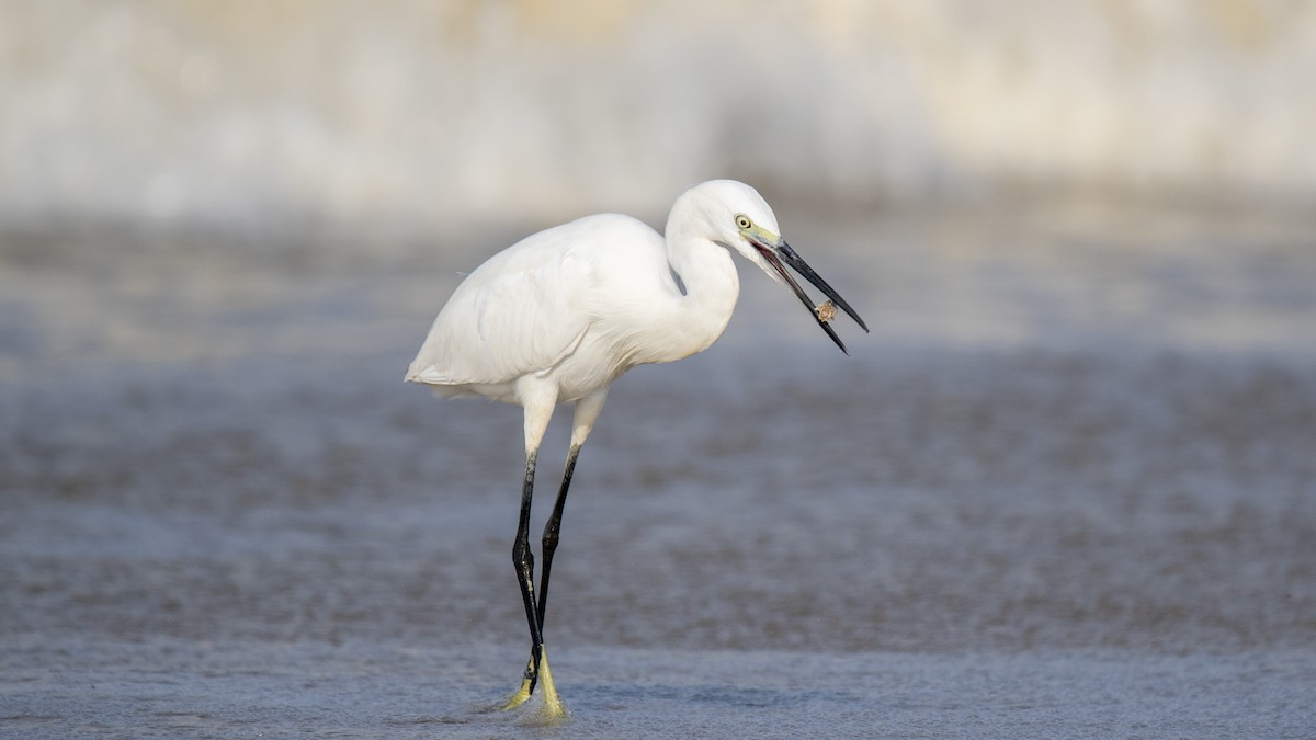 Western Reef-Heron - ML642149890