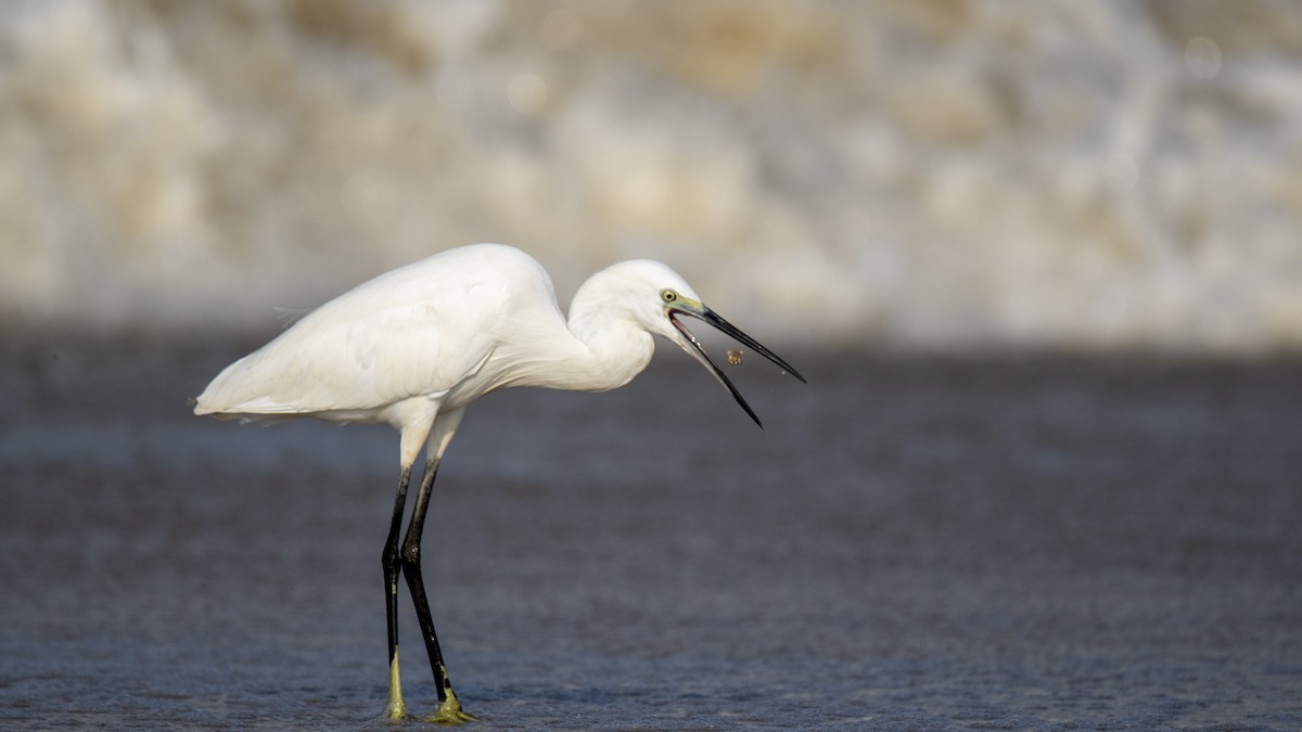 Western Reef-Heron - ML642149891