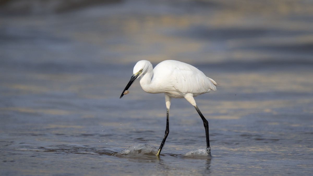 Western Reef-Heron - ML642149892