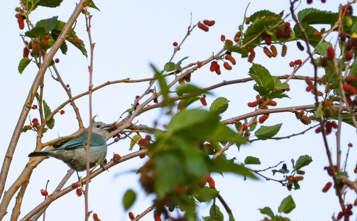 Sayaca Tanager - ML642149939