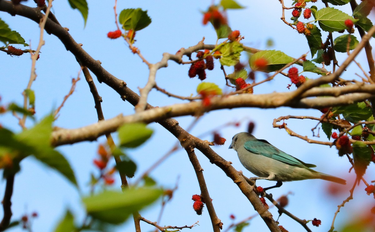 Sayaca Tanager - ML642149940