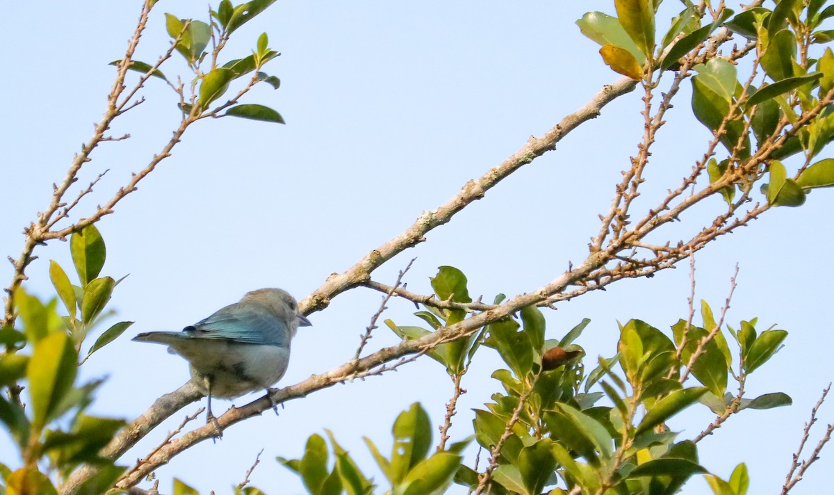 Sayaca Tanager - ML642149941