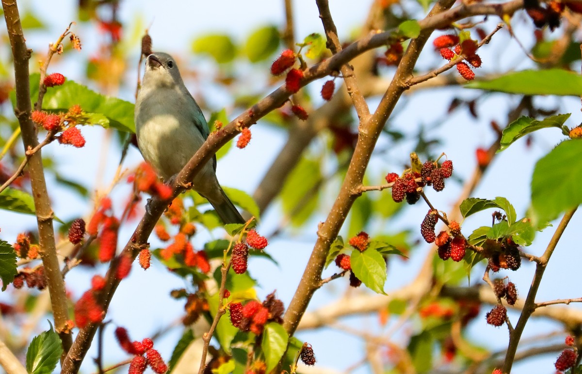 Sayaca Tanager - ML642149942