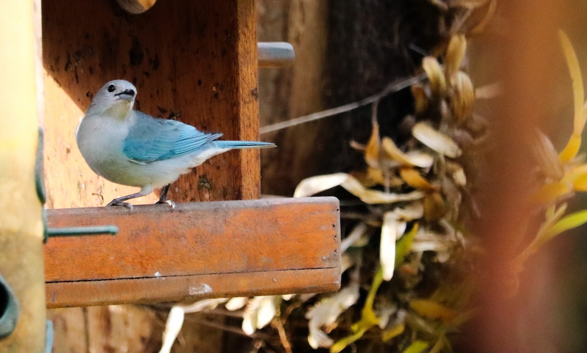 Sayaca Tanager - ML642149943