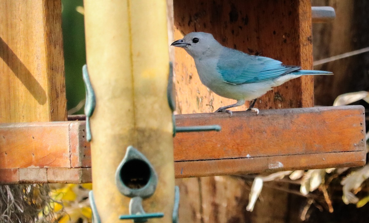 Sayaca Tanager - ML642149944