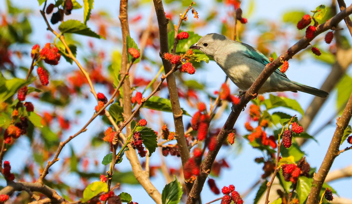 Sayaca Tanager - ML642149946
