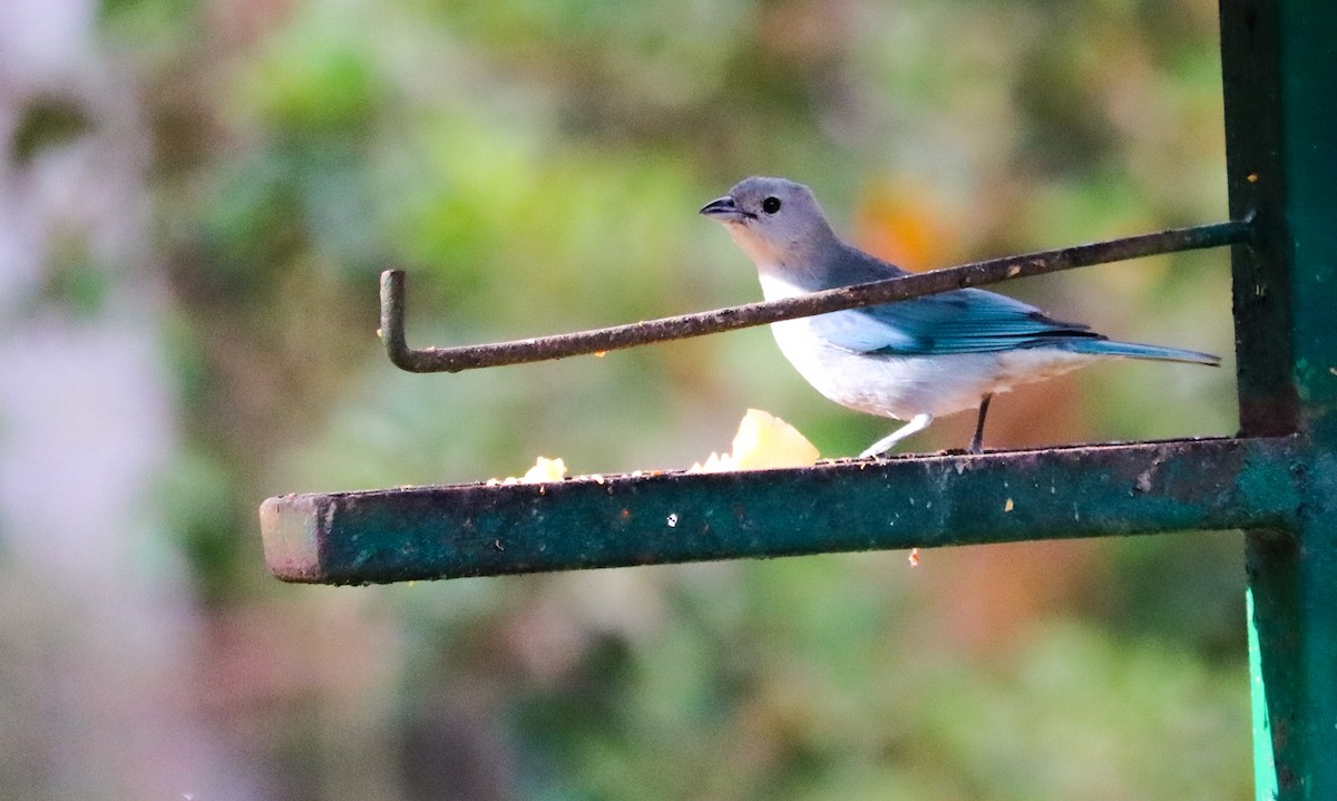 Sayaca Tanager - ML642149947