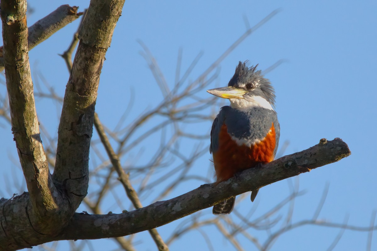 Ringed Kingfisher - ML642149949