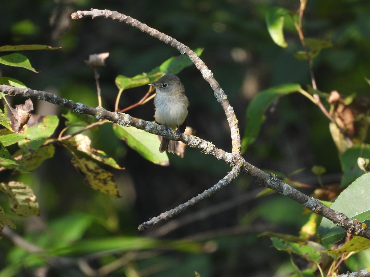 Least Flycatcher - ML642149979