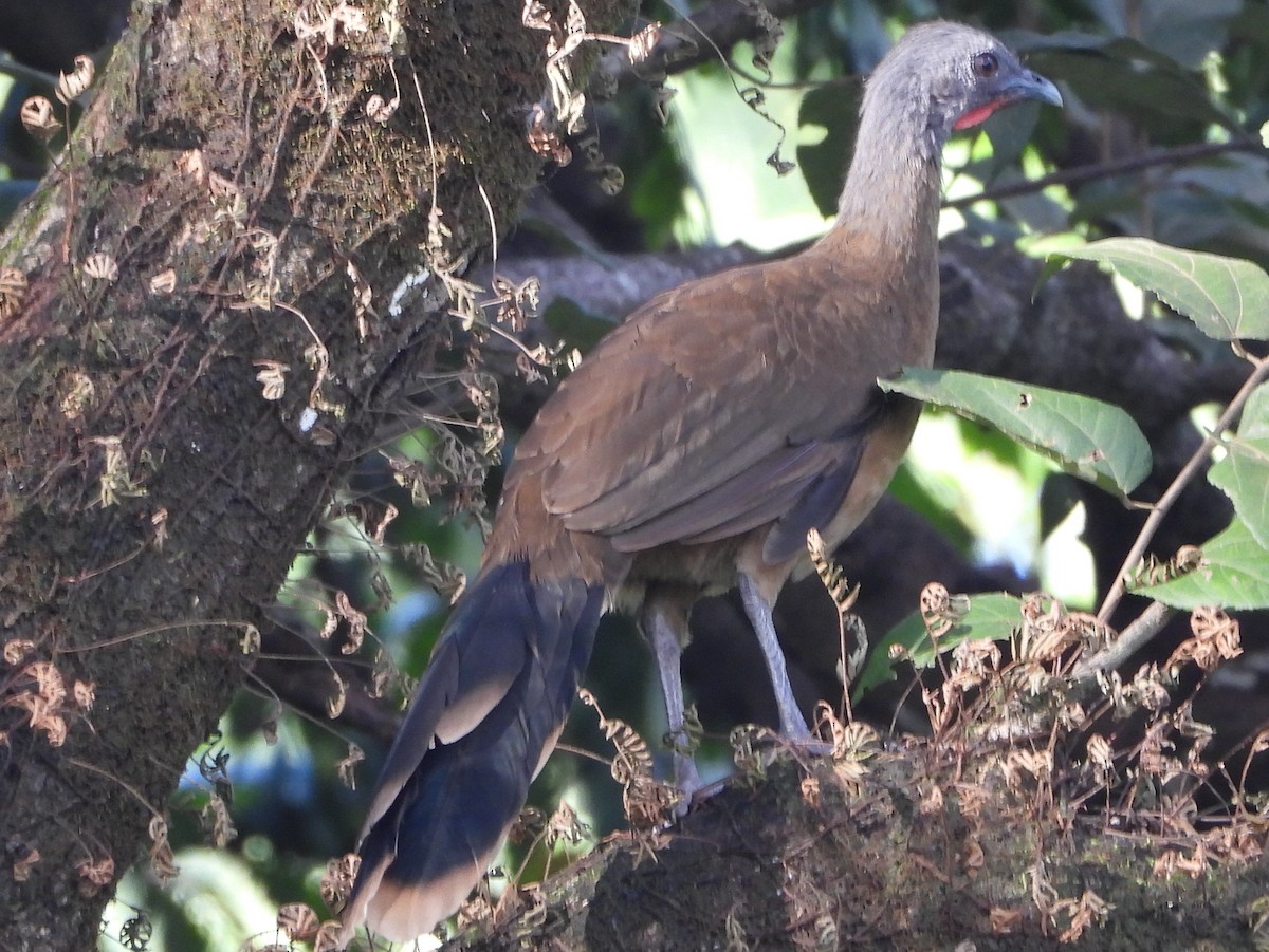 Chachalaca Norteña - ML642149986