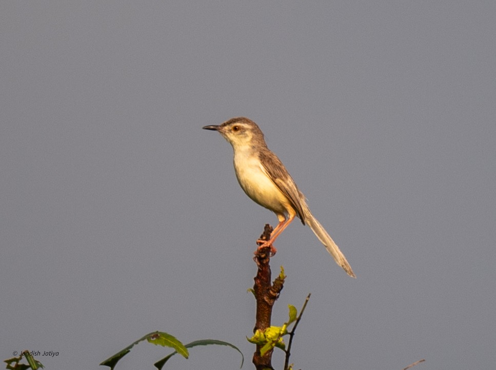 Prinia Sencilla - ML642149987