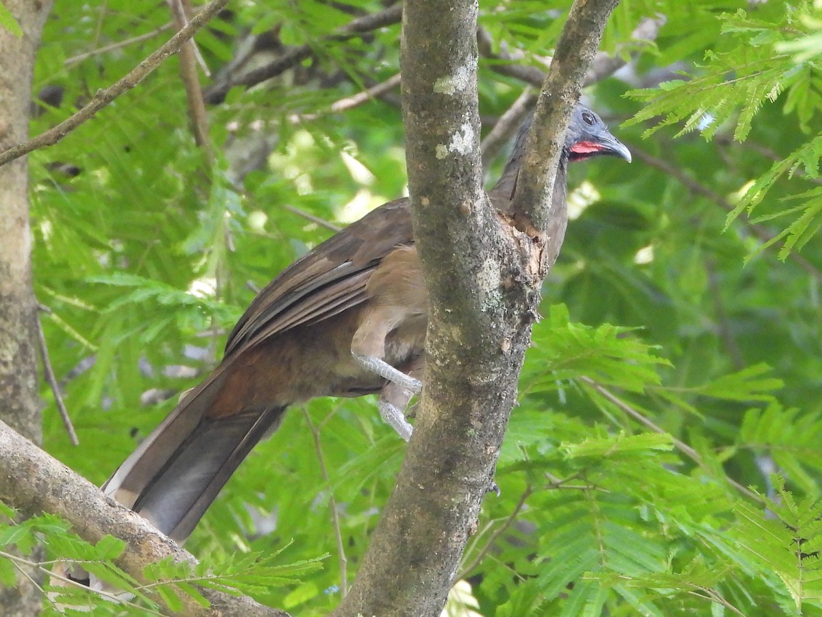 Chachalaca Norteña - ML642149990