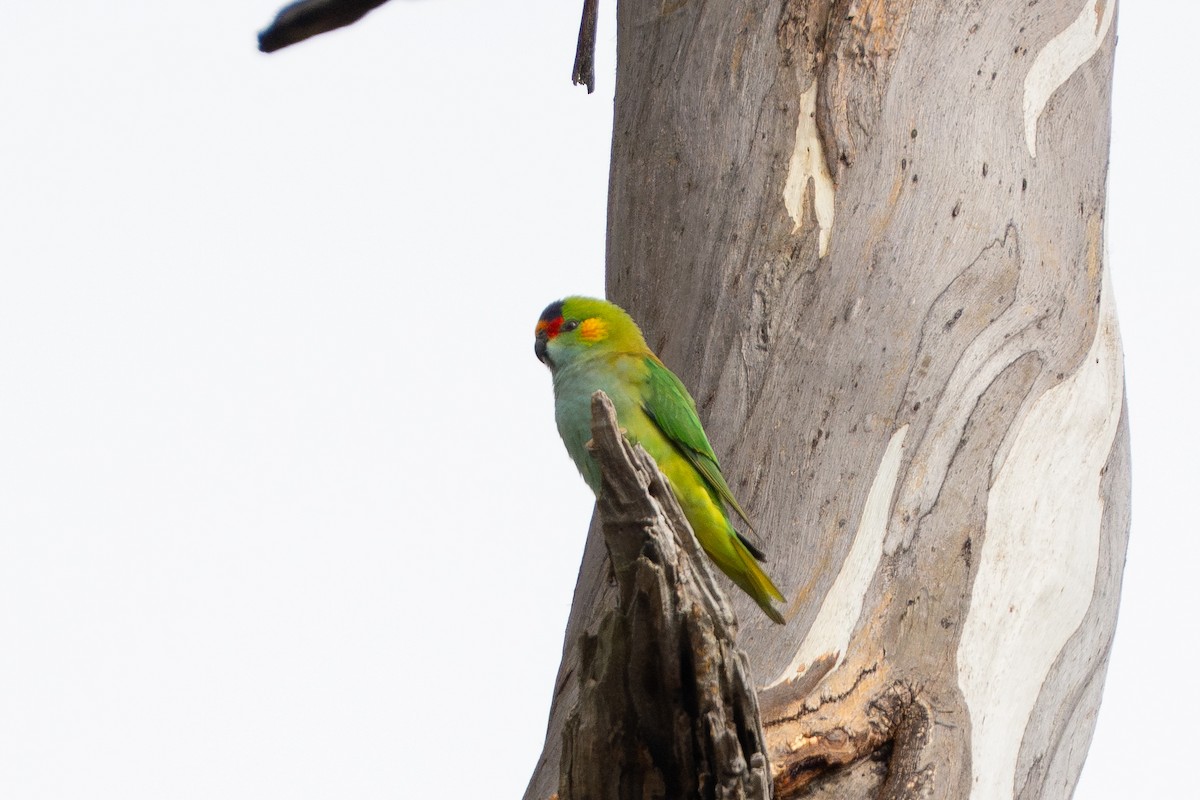 Lori Coronipúrpura - ML642150014