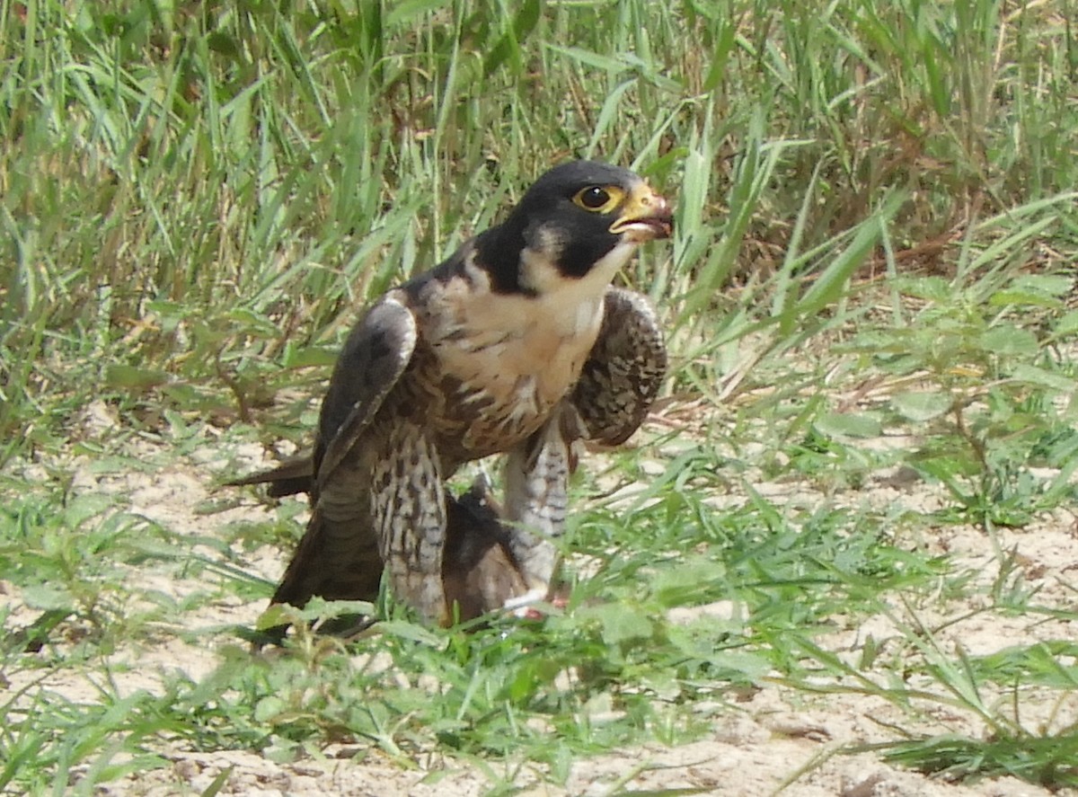 Halcón Peregrino - ML642150020