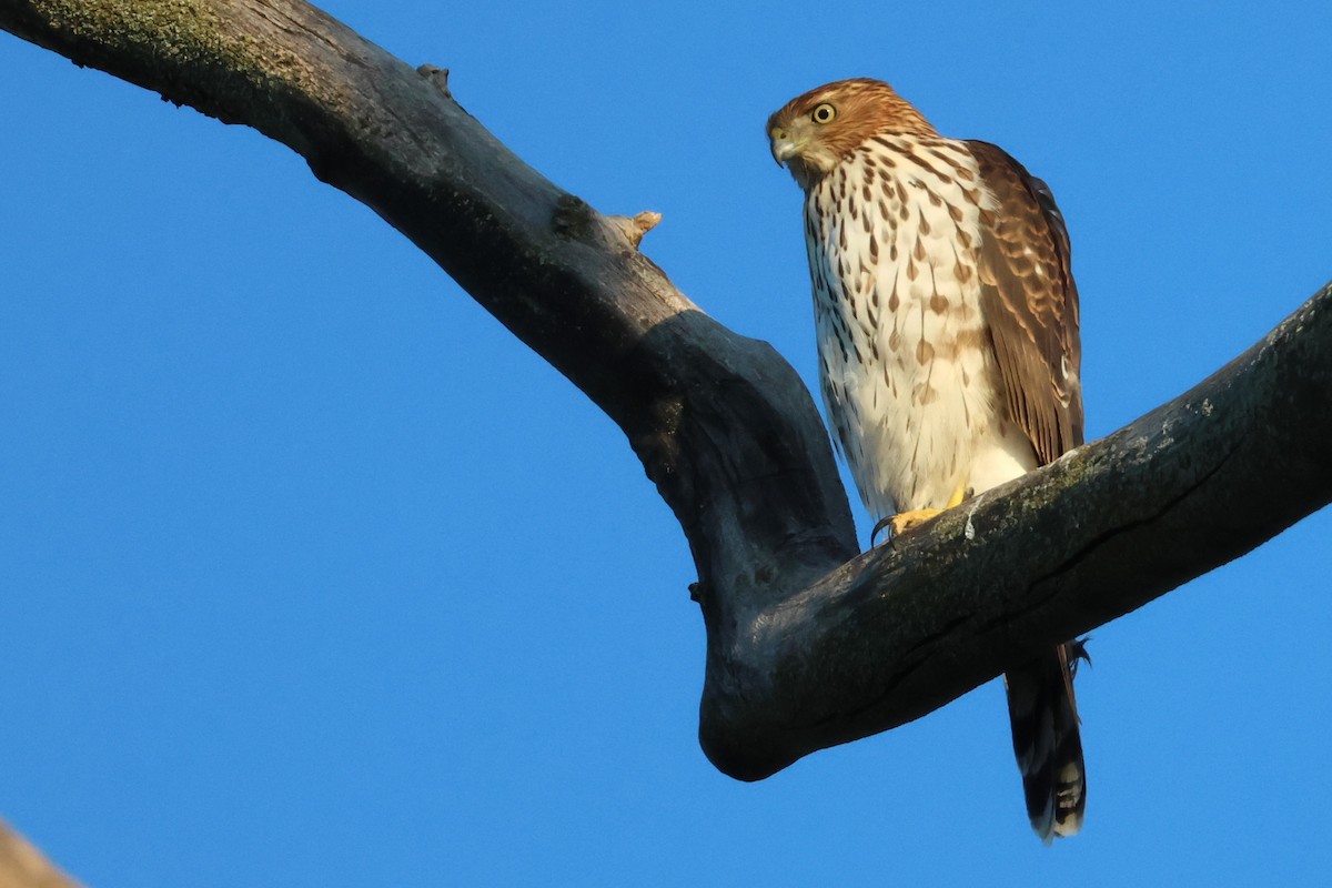 Cooper's Hawk - ML642150027
