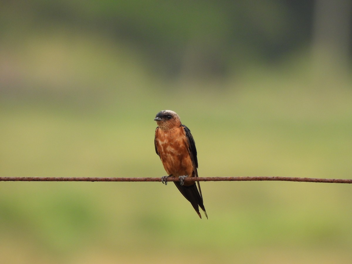 Sri Lanka Swallow - ML642150051