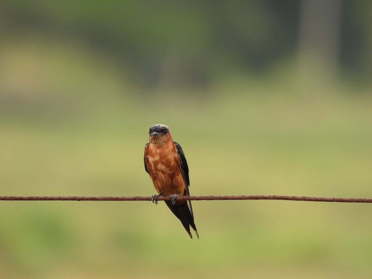 Sri Lanka Swallow - ML642150052