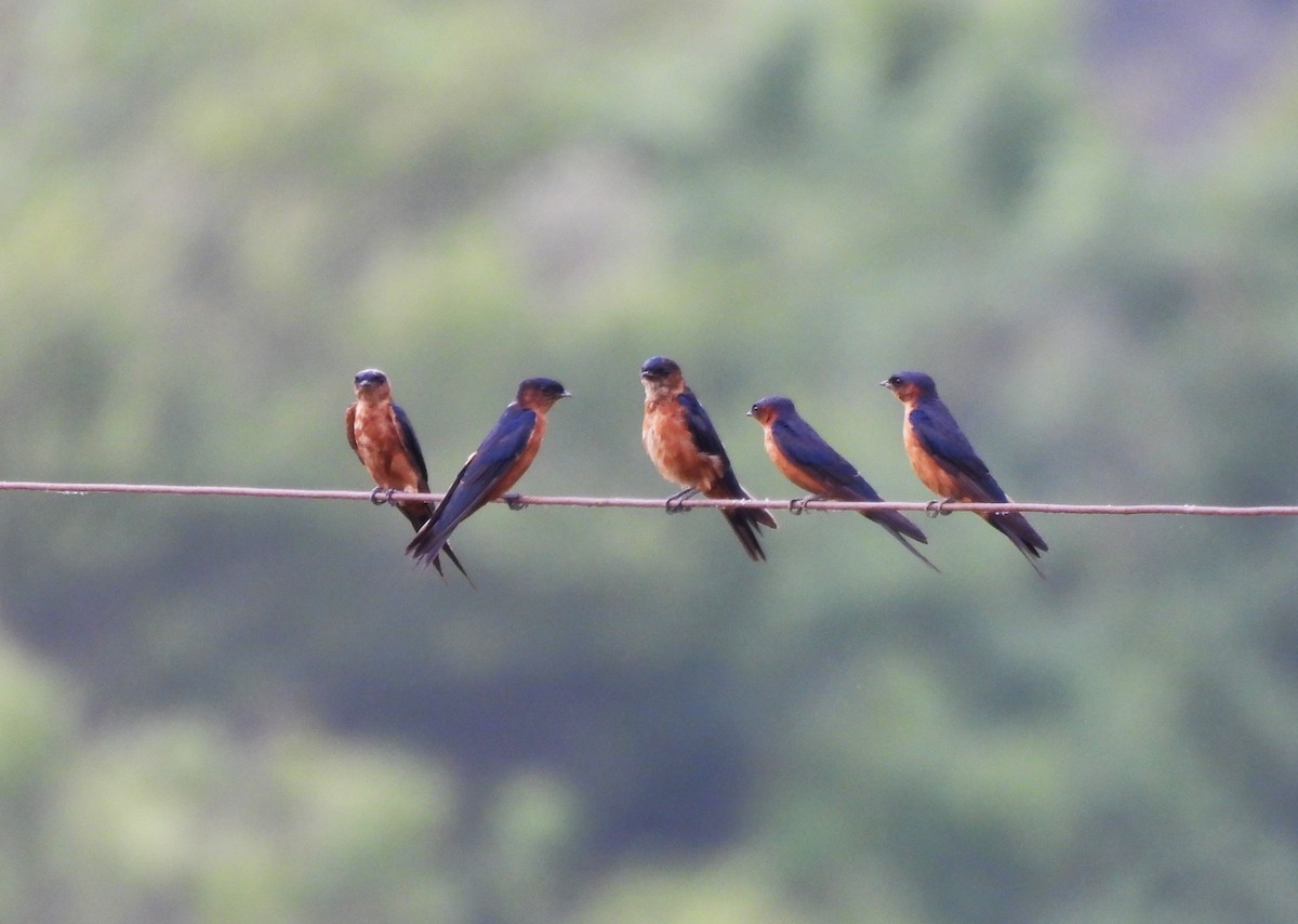 Sri Lanka Swallow - ML642150053