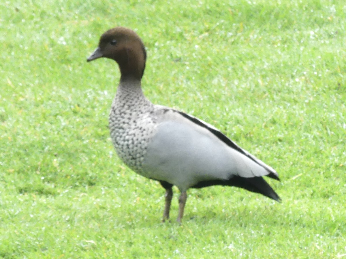 Maned Duck - ML642150054