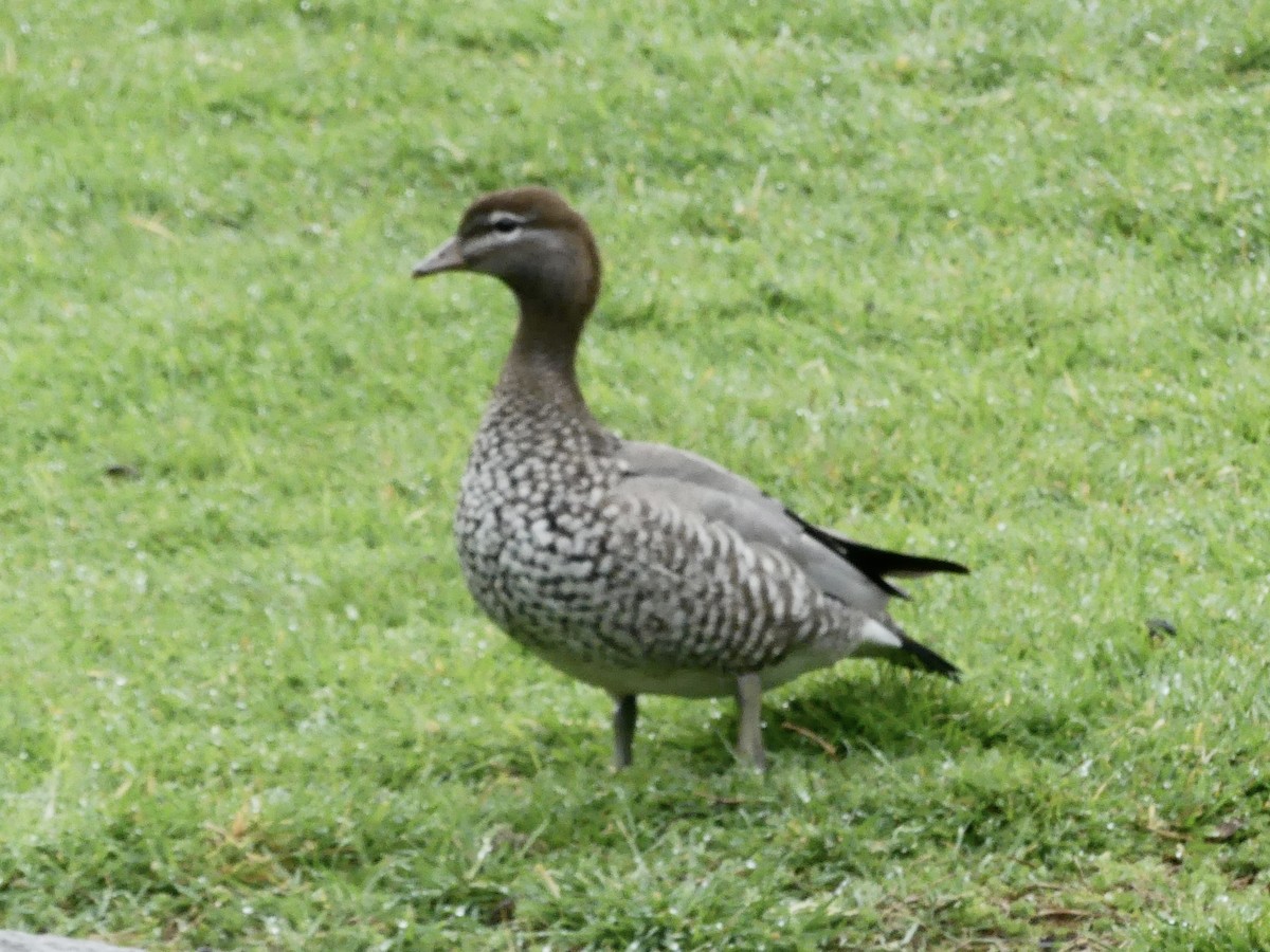 Maned Duck - ML642150055