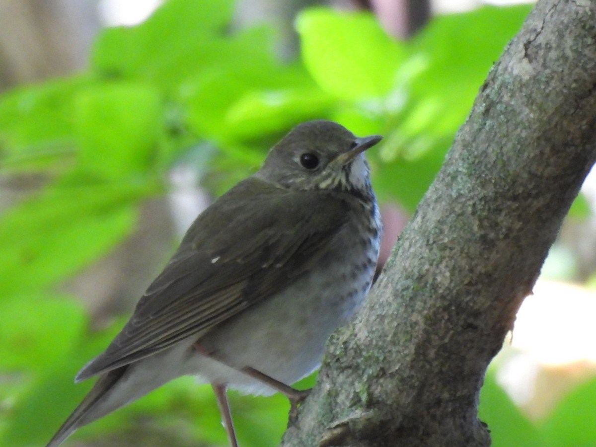 Gray-cheeked Thrush - ML642150071