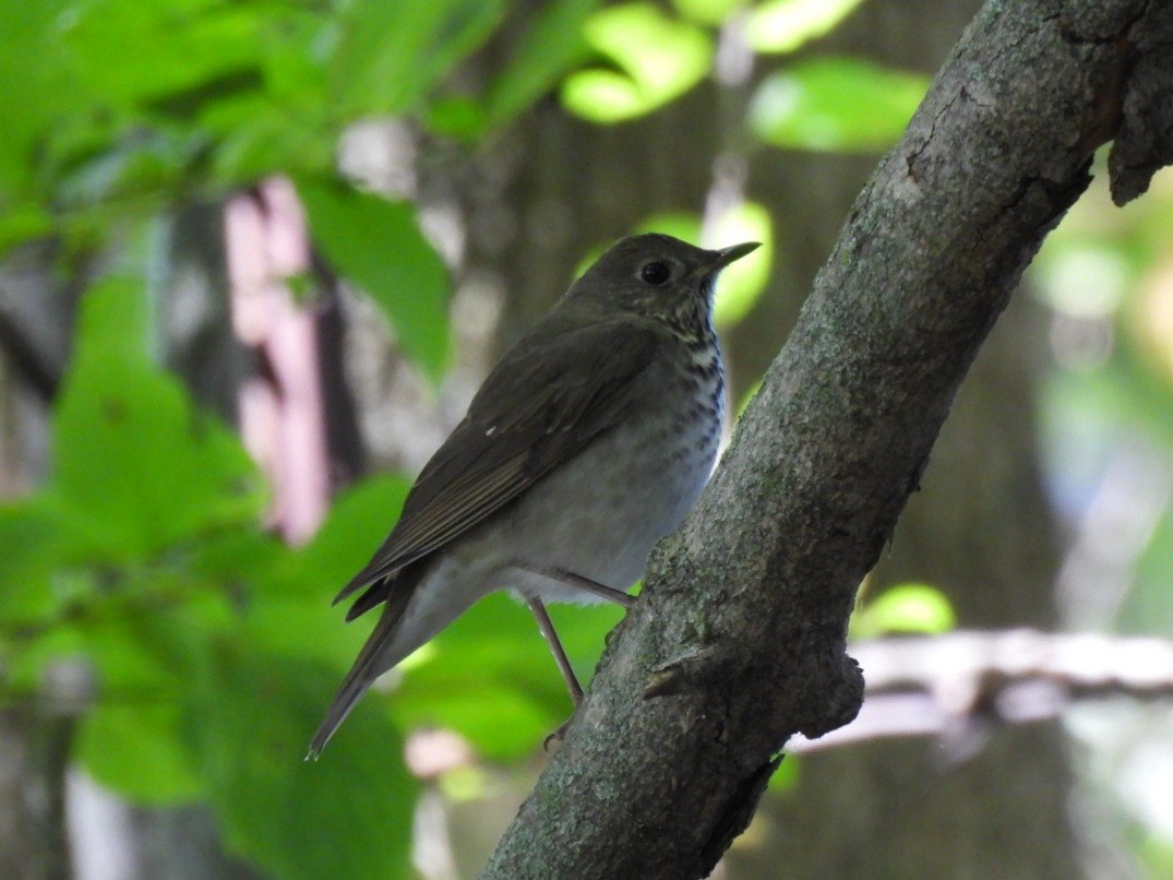 Gray-cheeked Thrush - ML642150072