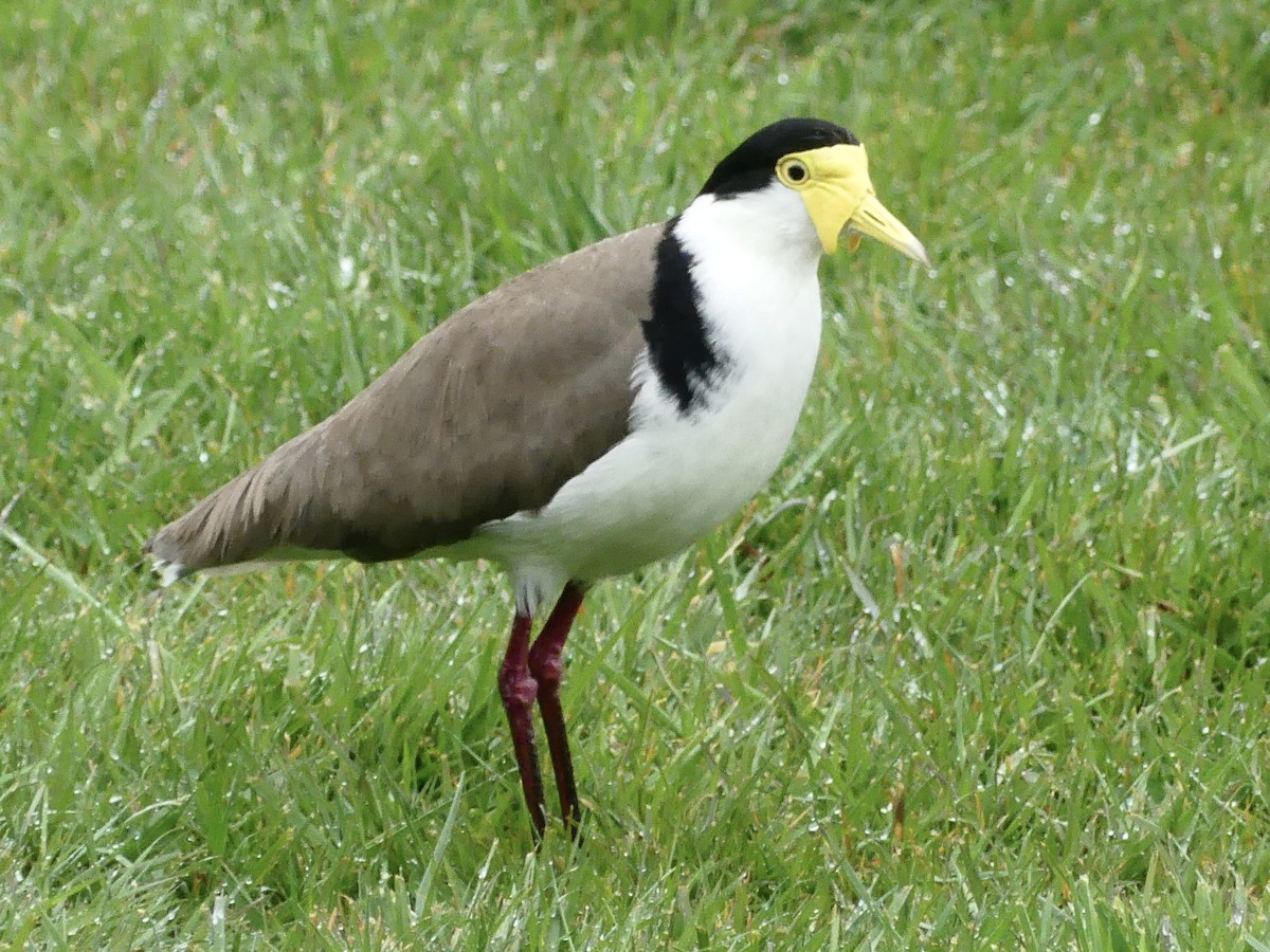 Masked Lapwing - ML642150073
