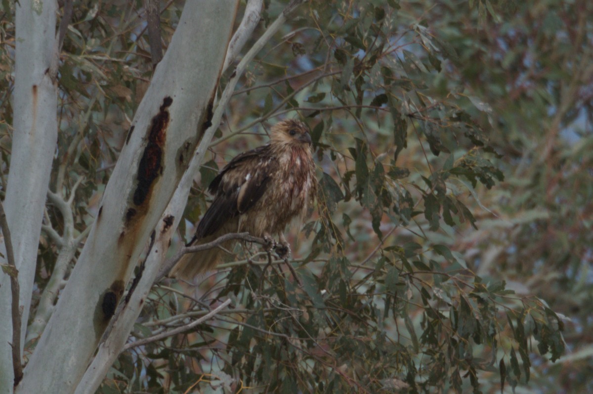 Whistling Kite - ML642150078