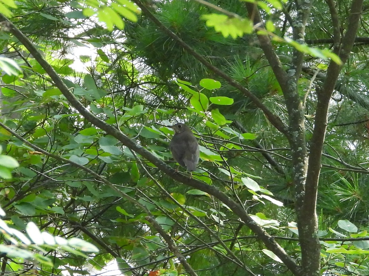 Gray-cheeked Thrush - ML642150081