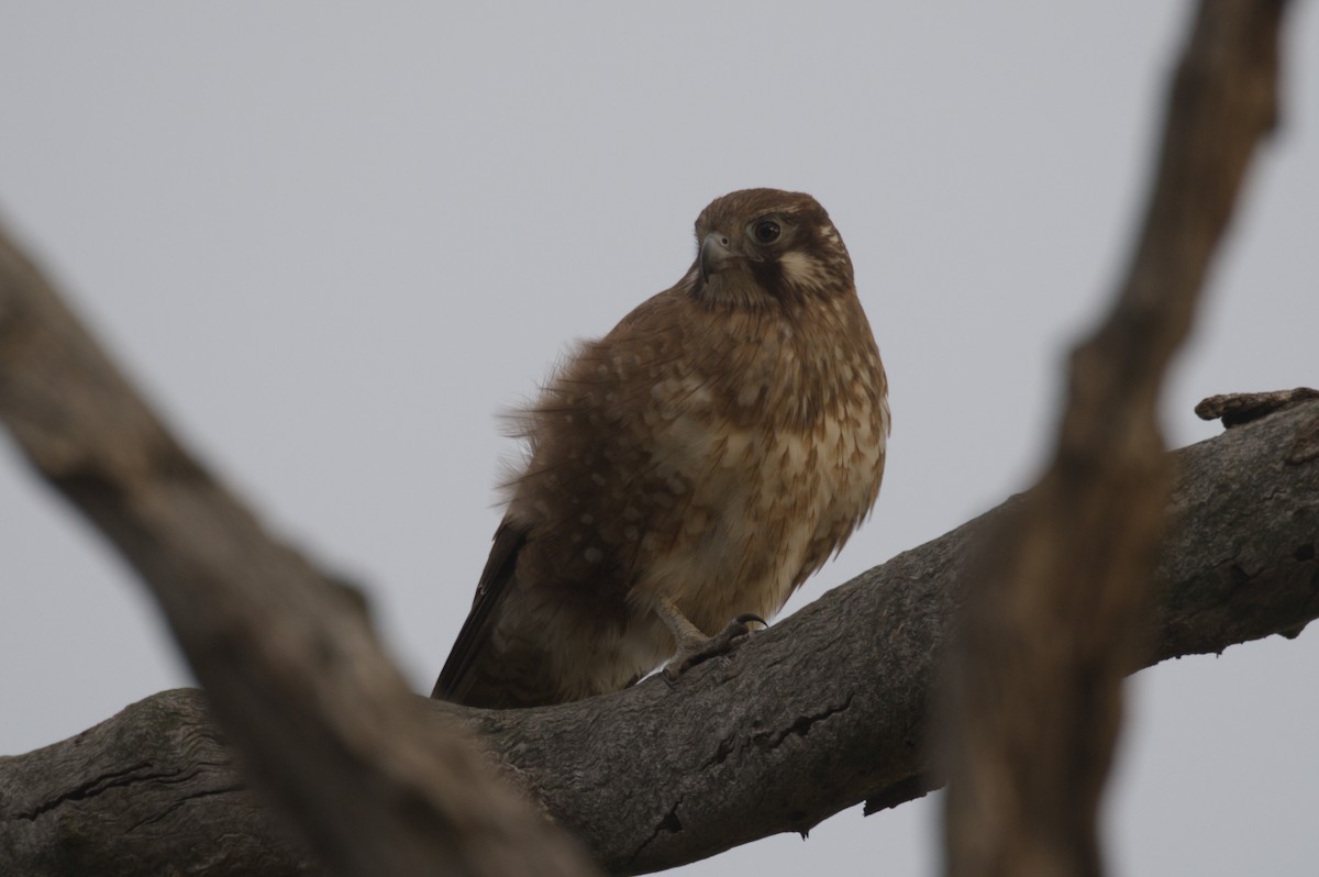Brown Falcon - ML642150089