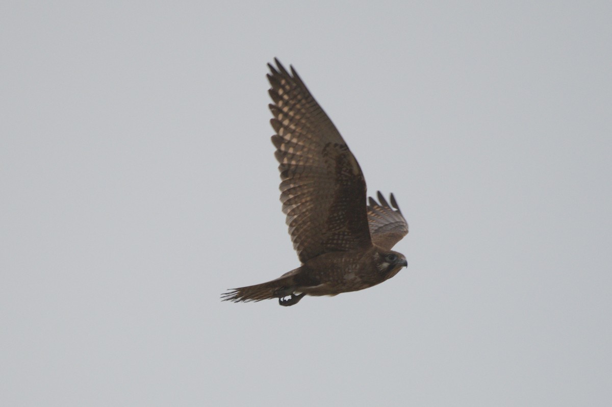 Brown Falcon - ML642150090