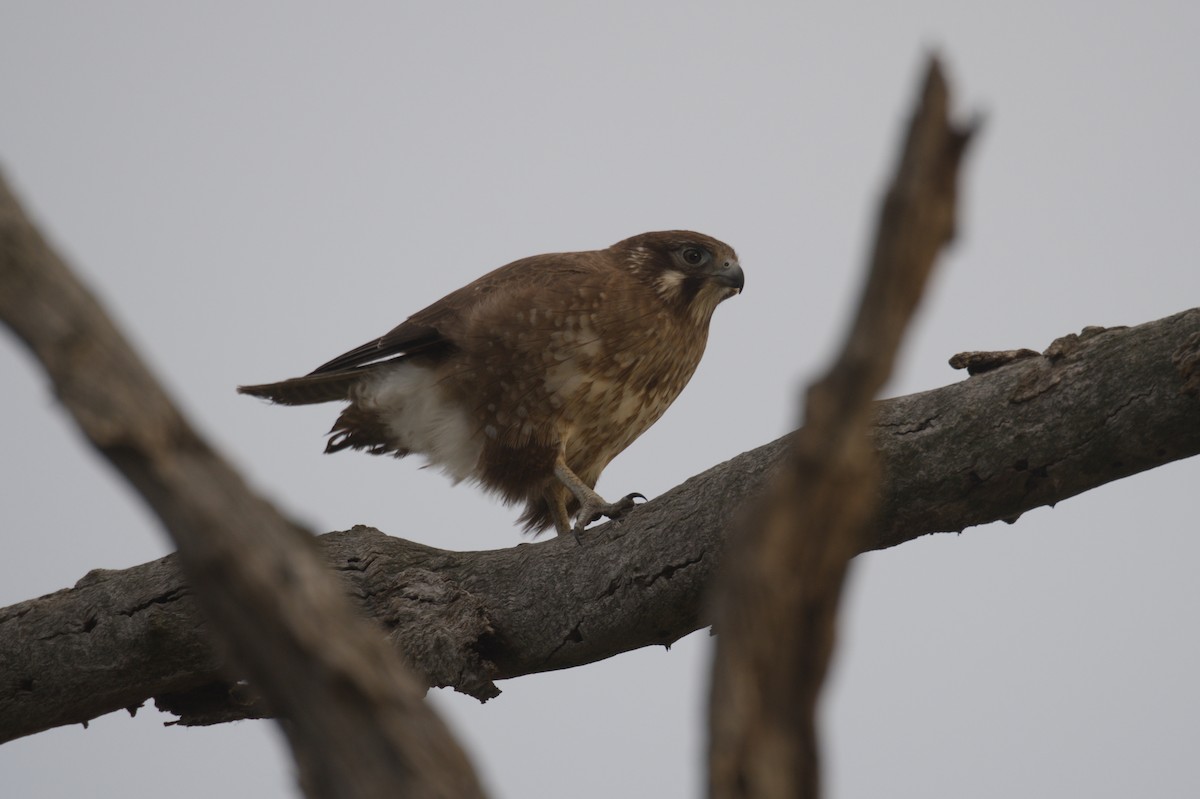 Brown Falcon - ML642150091