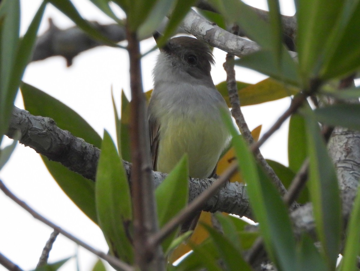 Brown-crested Flycatcher - ML642150093