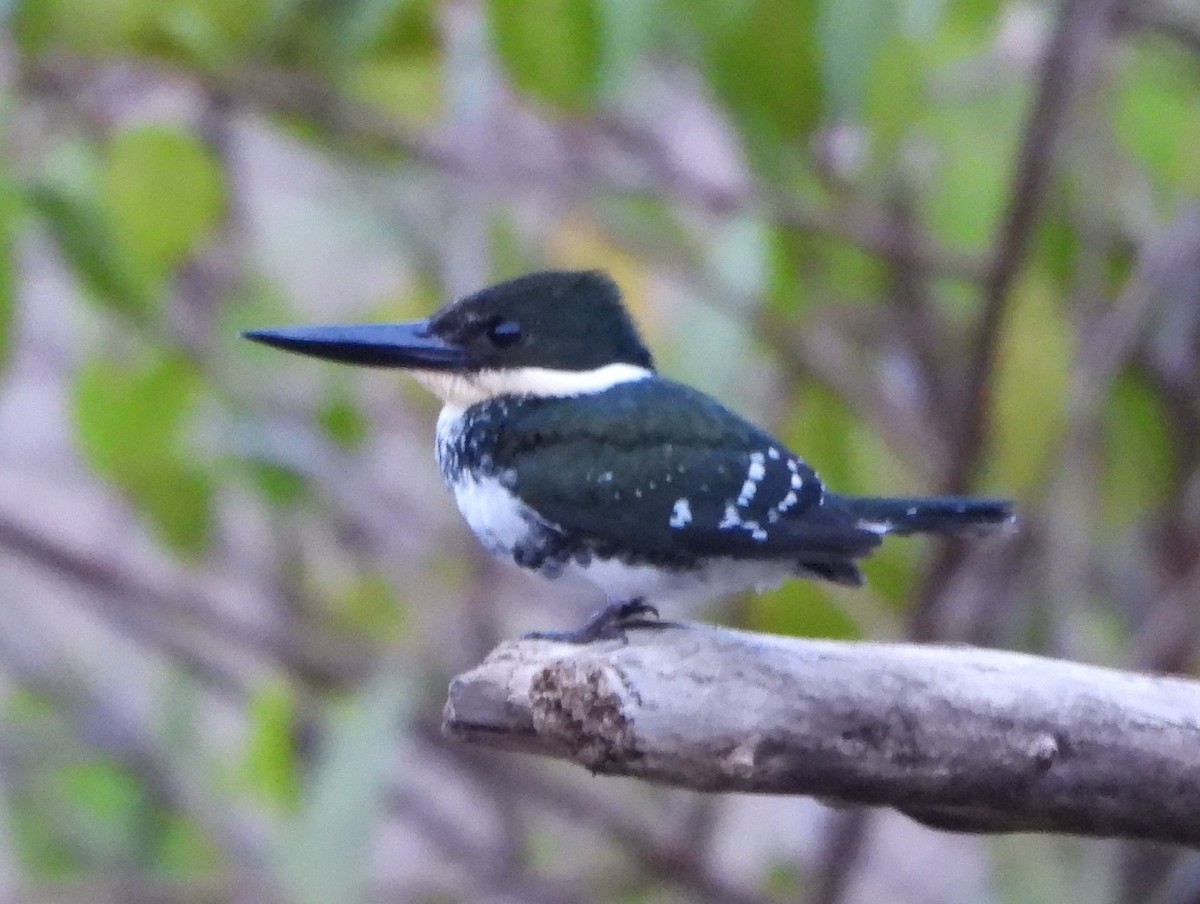Green Kingfisher - ML642150095