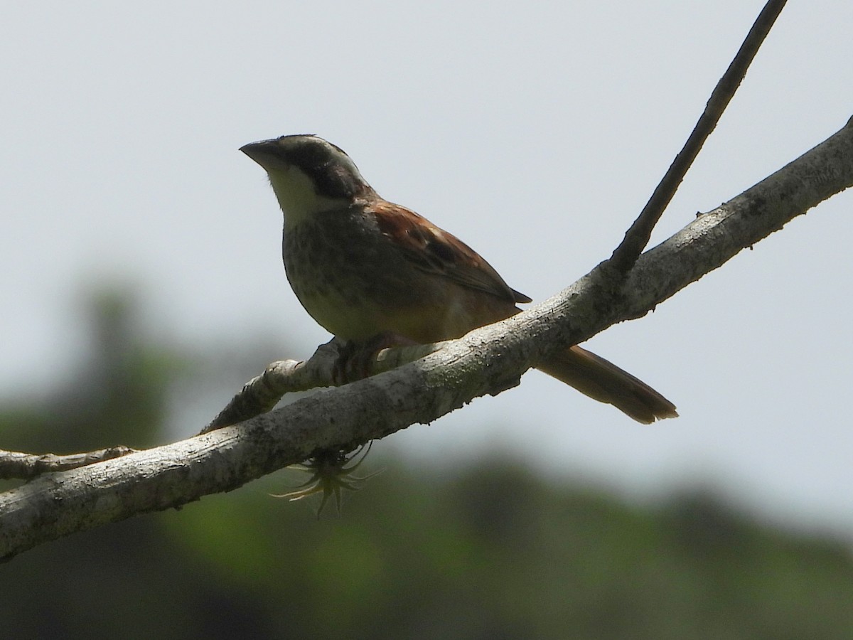 Stripe-headed Sparrow - ML642150108