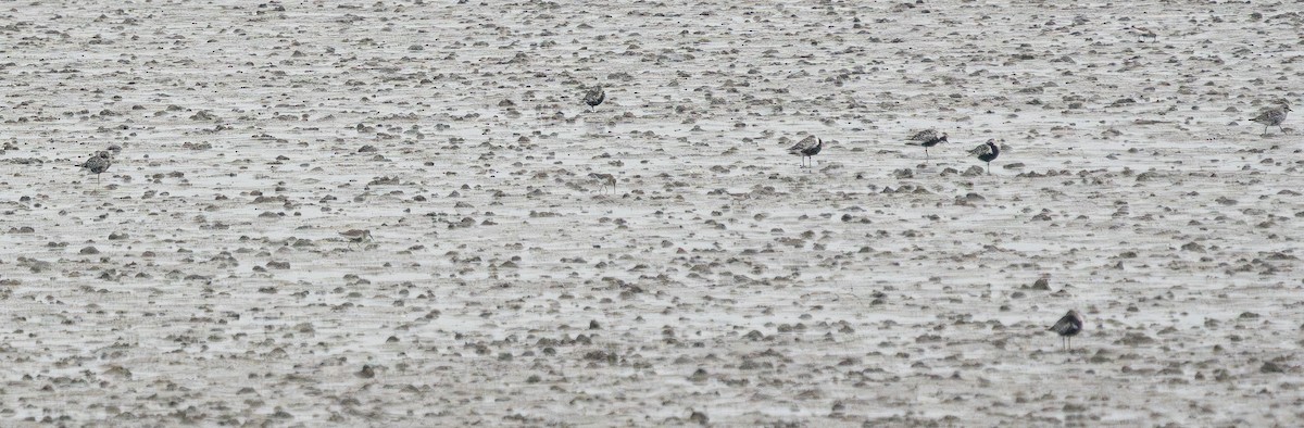 Black-bellied Plover - ML642150110