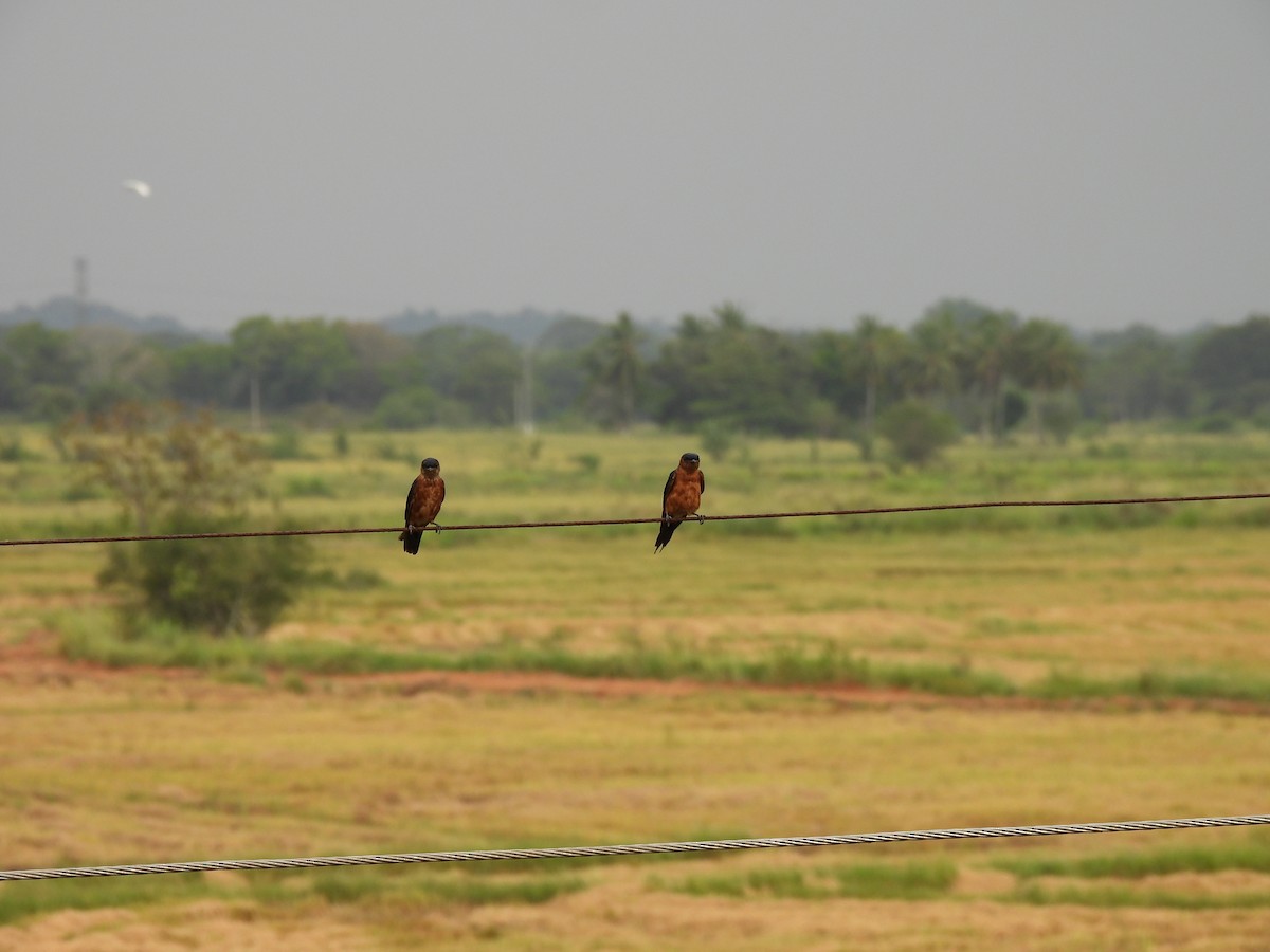 Sri Lanka Swallow - ML642150119
